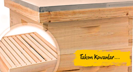 Arı Kovanları